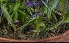 <em>Hyacinthella hispida</em>